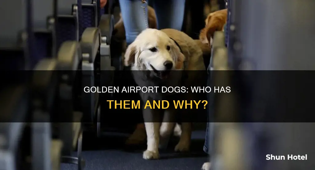 which airports have golden ploice dog