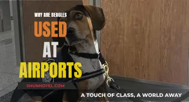 Beagles: Sniffing Out Airport Security Threats