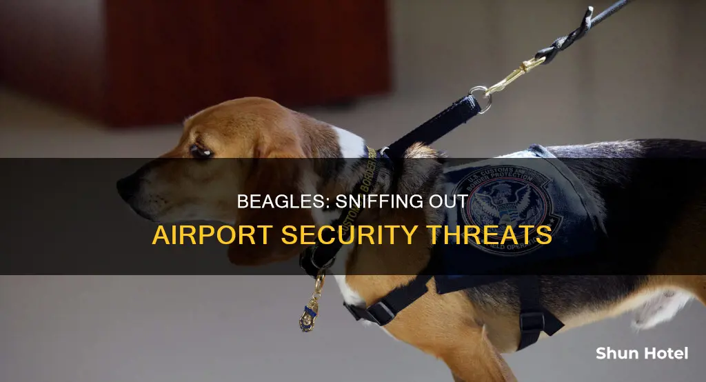 why are beagles used at airports
