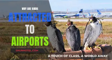 Airports and Birds: An Unlikely Attraction