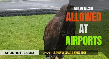Falconry: An Airport's Natural Pest Control Solution